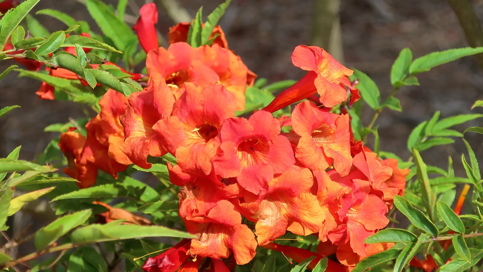 Crimson Flare Esperanza (Tecoma Hybrid Crimson Flare) — This perennial reaches up to 5 feet in height and spreads 3 feet wide, thriving in USDA zones 9-11