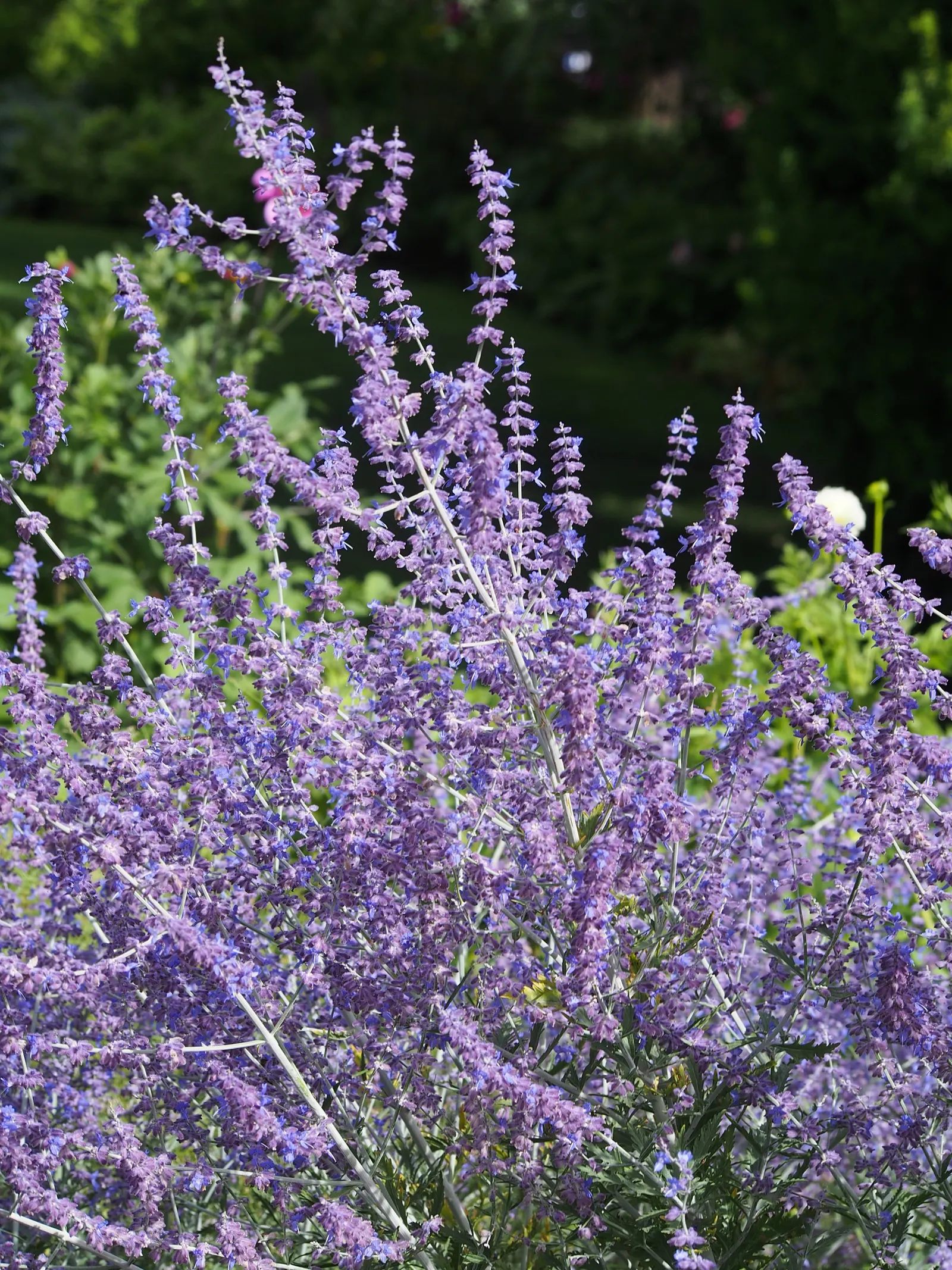 Russian Sage (Perovskia atriplicifolia) — When creating your design; the plant's width often spans approximately 2 to 4 feet at full maturity