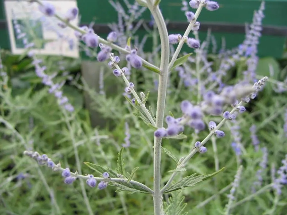 Russian Sage (Perovskia atriplicifolia) — Its aromatic leaves are unappealing to deer, adding a layer of natural resistance against wildlife