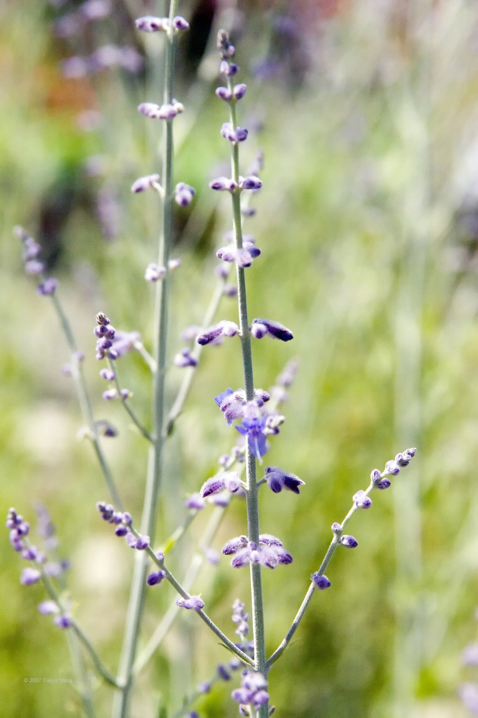 Russian Sage (Perovskia atriplicifolia) — This aromatic herb thrives in full sun and well-drained soil, tolerating drought and poor soil, image 74