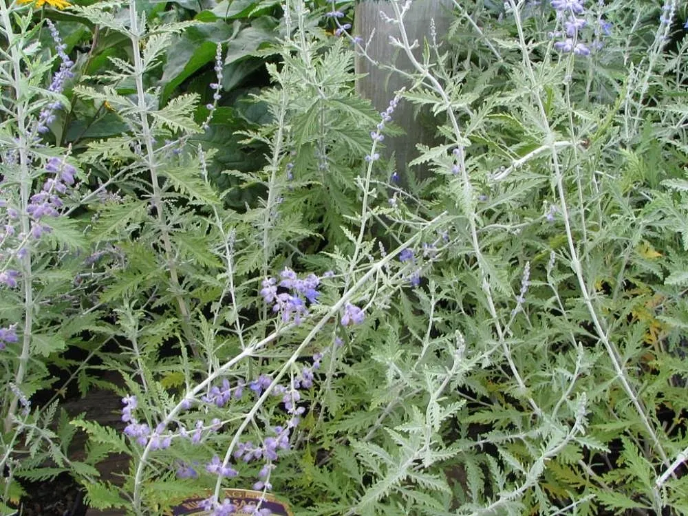 Russian Sage (Perovskia atriplicifolia) — It thrives under full sun exposure, requiring a minimum of 6 hours of direct sunlight per day