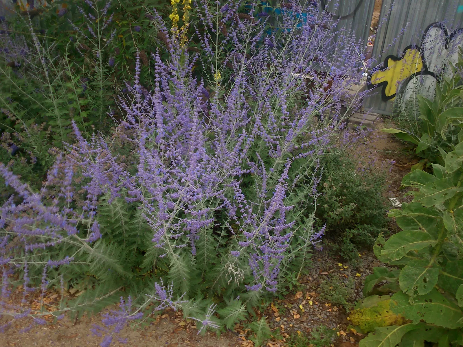 Russian Sage (Perovskia atriplicifolia) — blue and violet flowers in the garden; airy touch to any landscape design, image 70