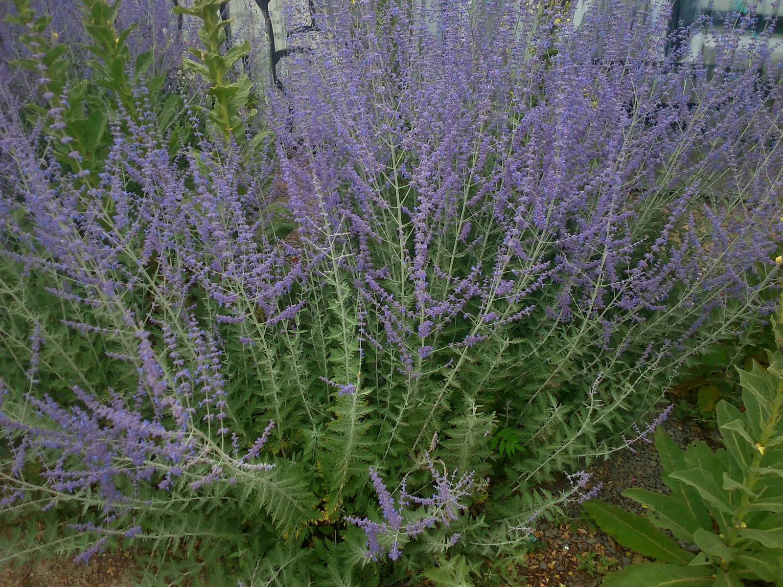 Russian Sage (Perovskia atriplicifolia) — perennial for full