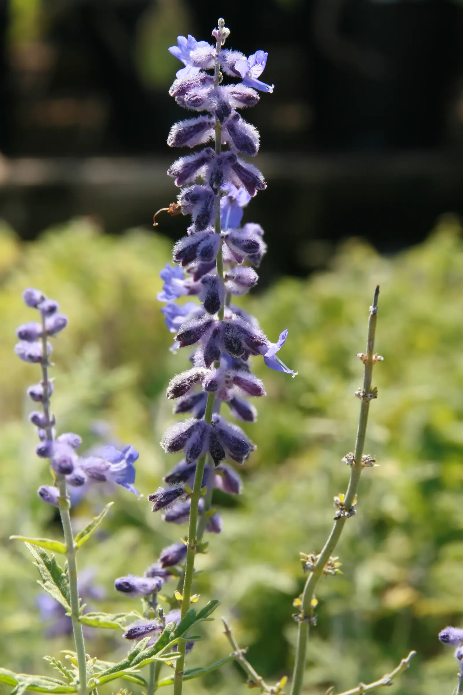 Russian Sage (Perovskia atriplicifolia) — airy touch to any landscape design; blue and violet flowers in the garden, image 79