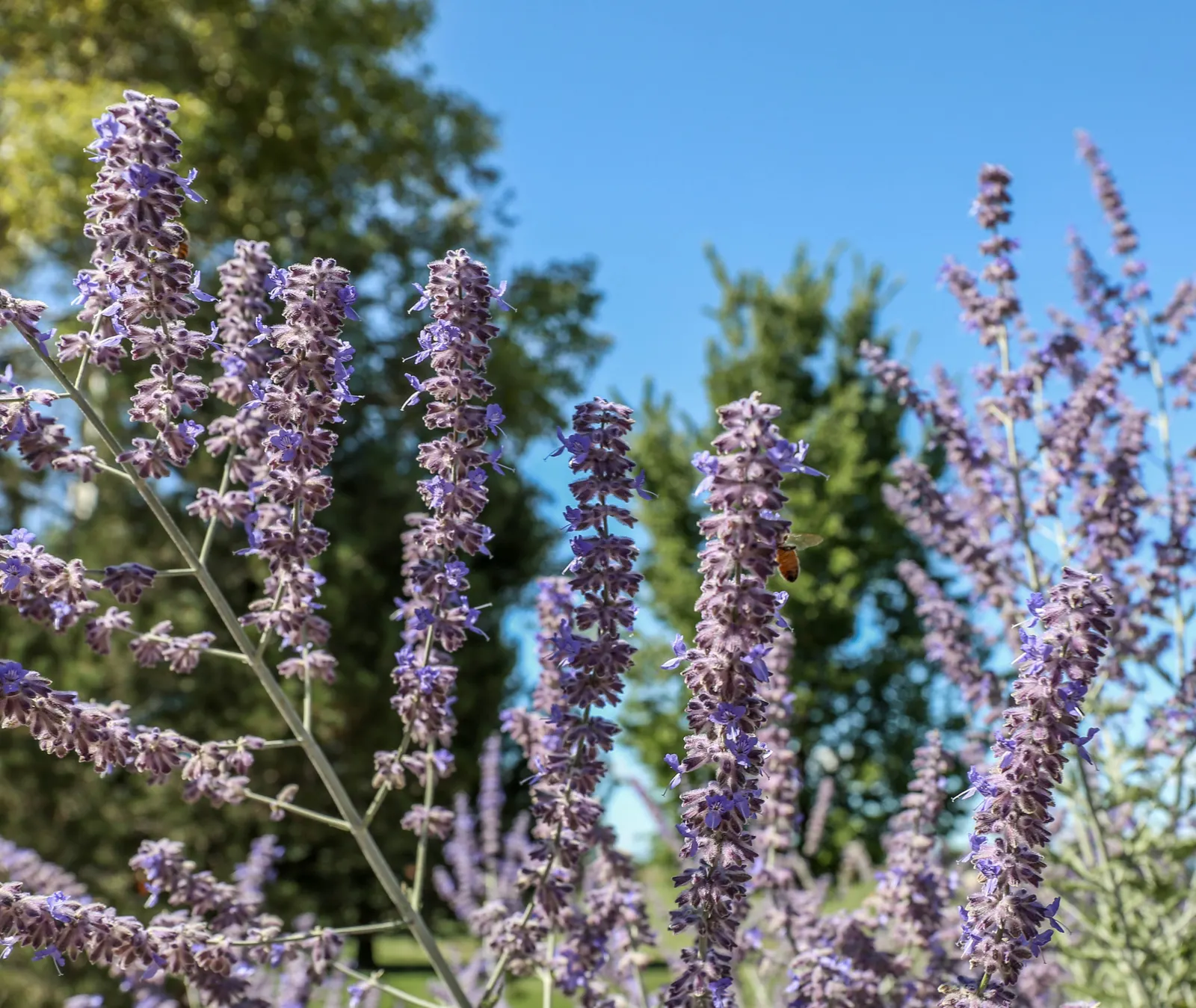 Russian Sage (Perovskia atriplicifolia) — The plant's width often spans approximately 2 to 4 feet at full maturity; when creating your design