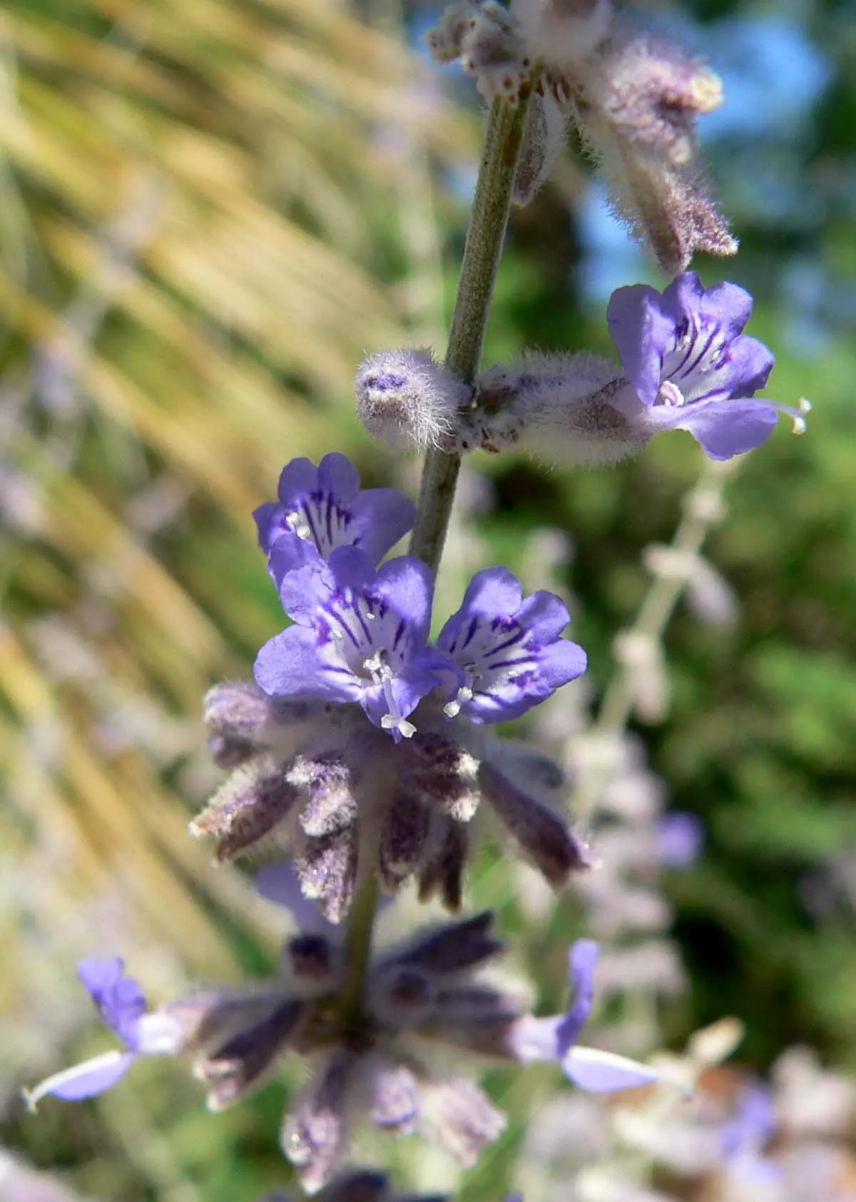 Russian Sage (Perovskia atriplicifolia) — blue and violet flowers in the garden; airy touch to any landscape design