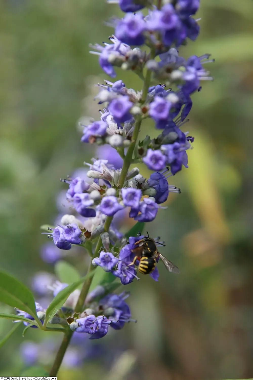Russian Sage (Perovskia atriplicifolia) — Russian Sage is drought-tolerant once established; the plant is distinguished by its silver-green foliage and abundant