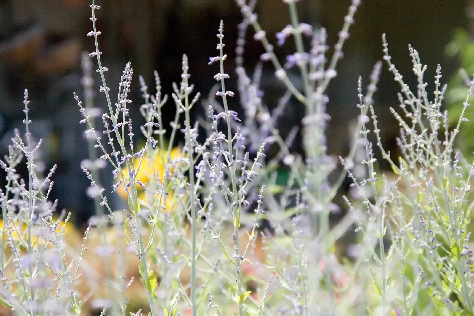 Russian Sage (Perovskia atriplicifolia) — upright stems that can reach heights between 3 to 5 feet; commonly known as Russian Sage, image 80