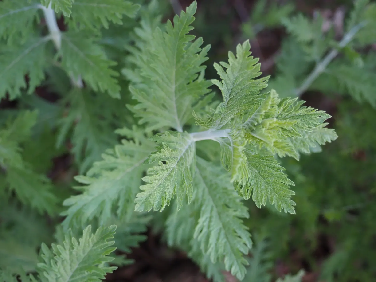 Russian Sage (Perovskia atriplicifolia) — emphasize Russian Sage's low maintenance and its ability to attract pollinators like bees and, image 68