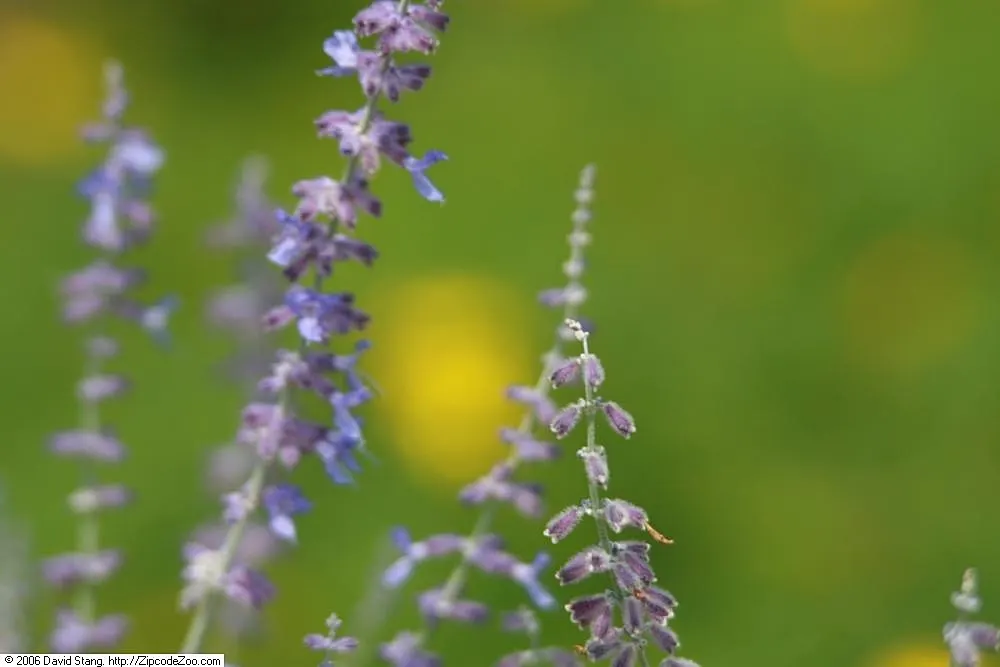 Russian Sage (Perovskia atriplicifolia) — Its long blooming period, from mid-summer to fall, attracts pollinators while resisting deer; its, image 75