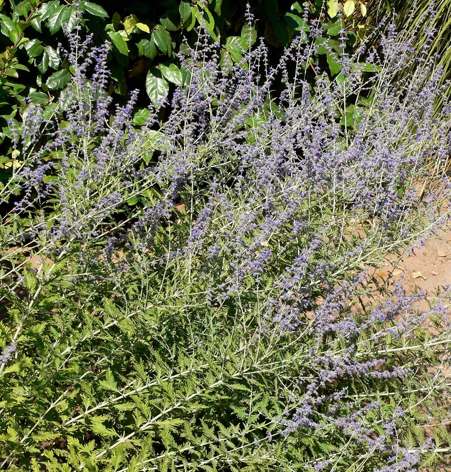 Russian Sage (Perovskia atriplicifolia) — making it ideal for xeriscaping; emphasize Russian Sage's low maintenance and its ability to attract, image 65