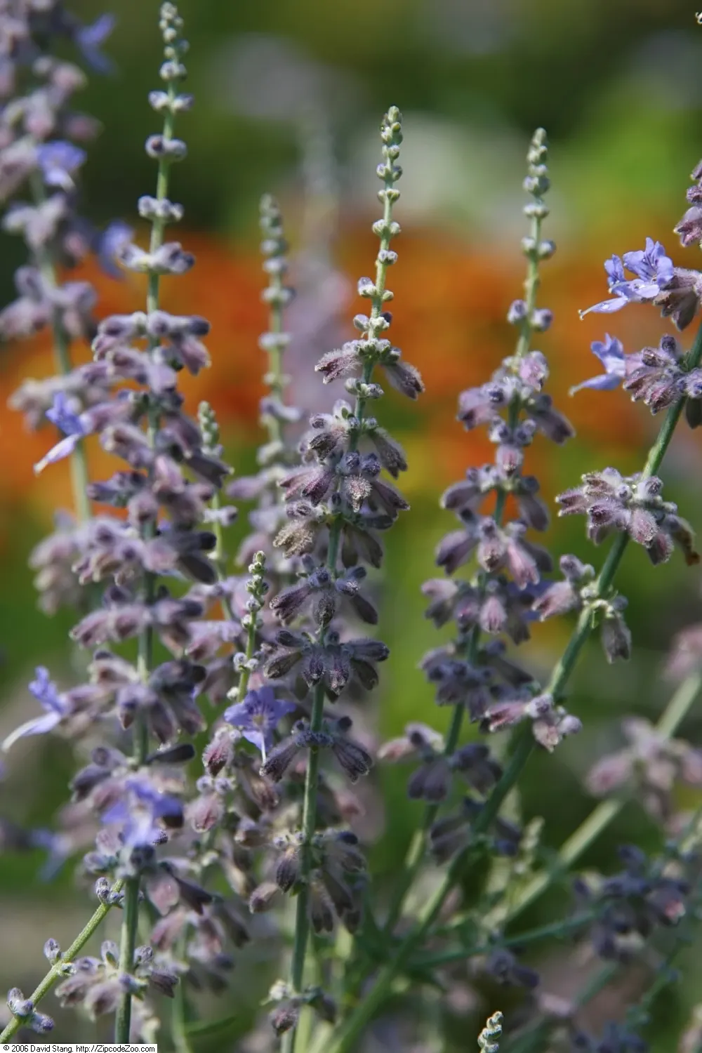 Russian Sage (Perovskia atriplicifolia) — It thrives under full sun exposure, requiring a minimum of 6 hours of direct sunlight per day; it, image 60