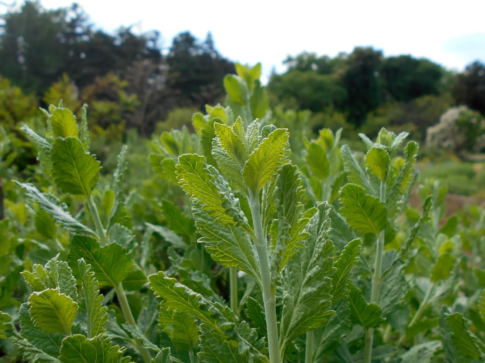 Russian Sage (Perovskia atriplicifolia) — enriching the biodiversity of their garden