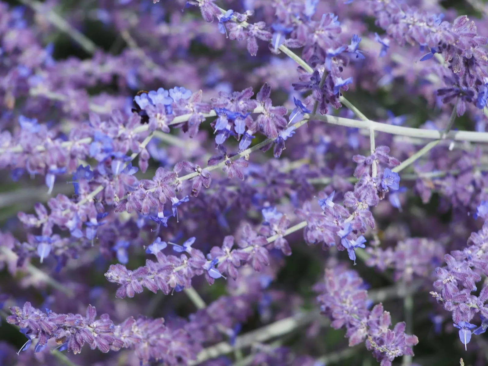 Russian Sage (Perovskia atriplicifolia) — perennial for full; enriching the biodiversity of their garden