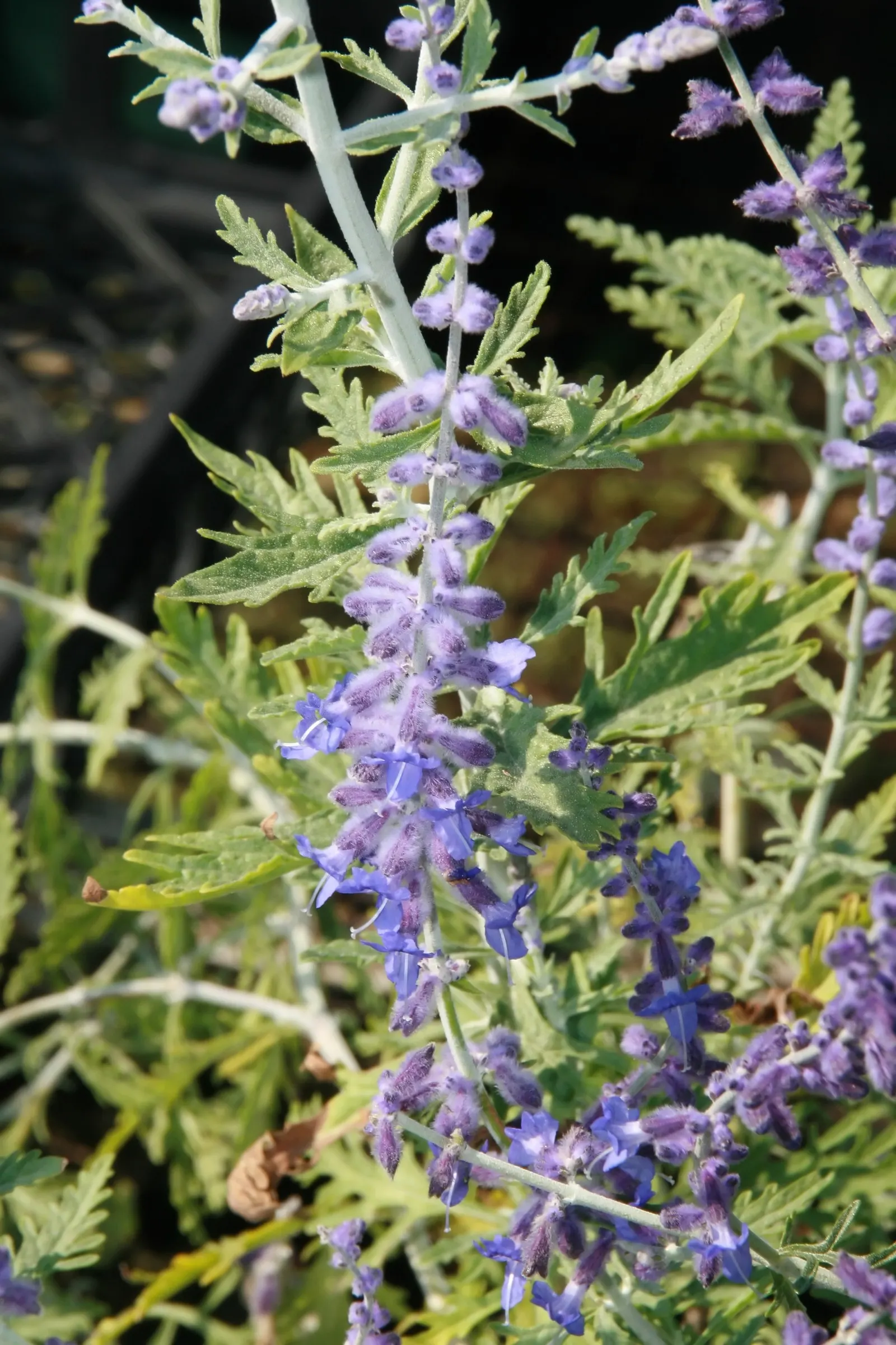 Russian Sage (Perovskia atriplicifolia) — blue and violet flowers in the garden