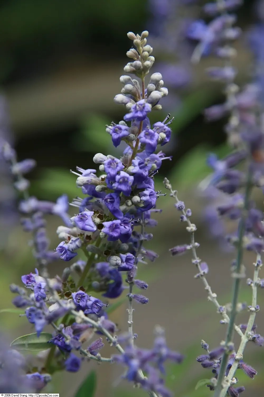 Russian Sage (Perovskia atriplicifolia) — upright stems that can reach heights between 3 to 5 feet