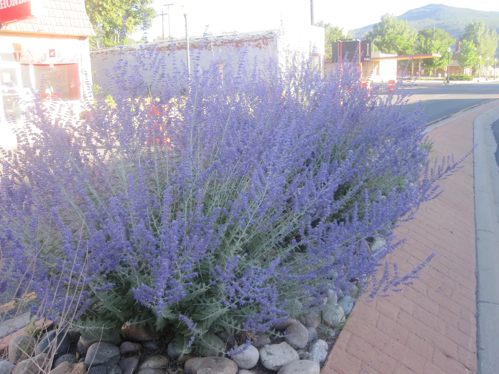 Russian Sage (Perovskia atriplicifolia) — The plant is distinguished by its silver-green foliage and abundant