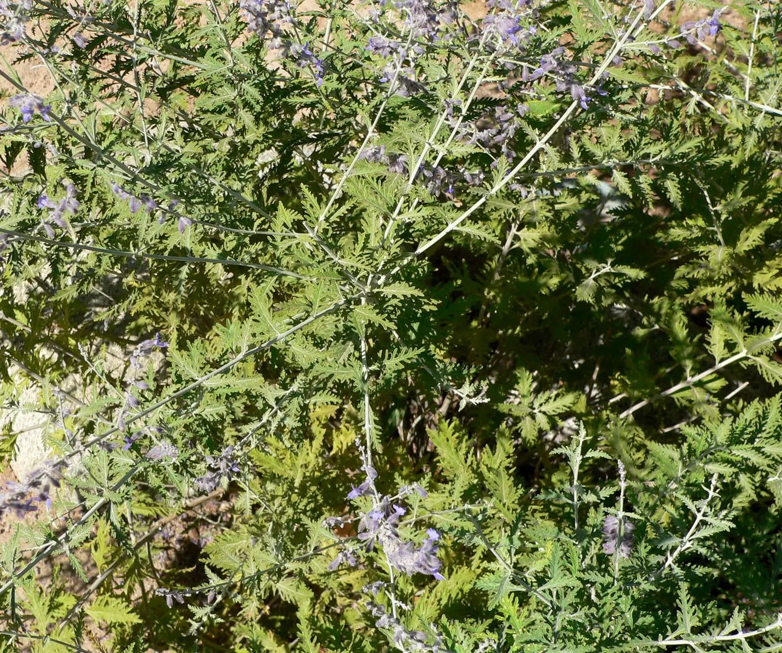 Russian Sage (Perovskia atriplicifolia) — airy touch to any landscape design; blue and violet flowers in the garden, image 55