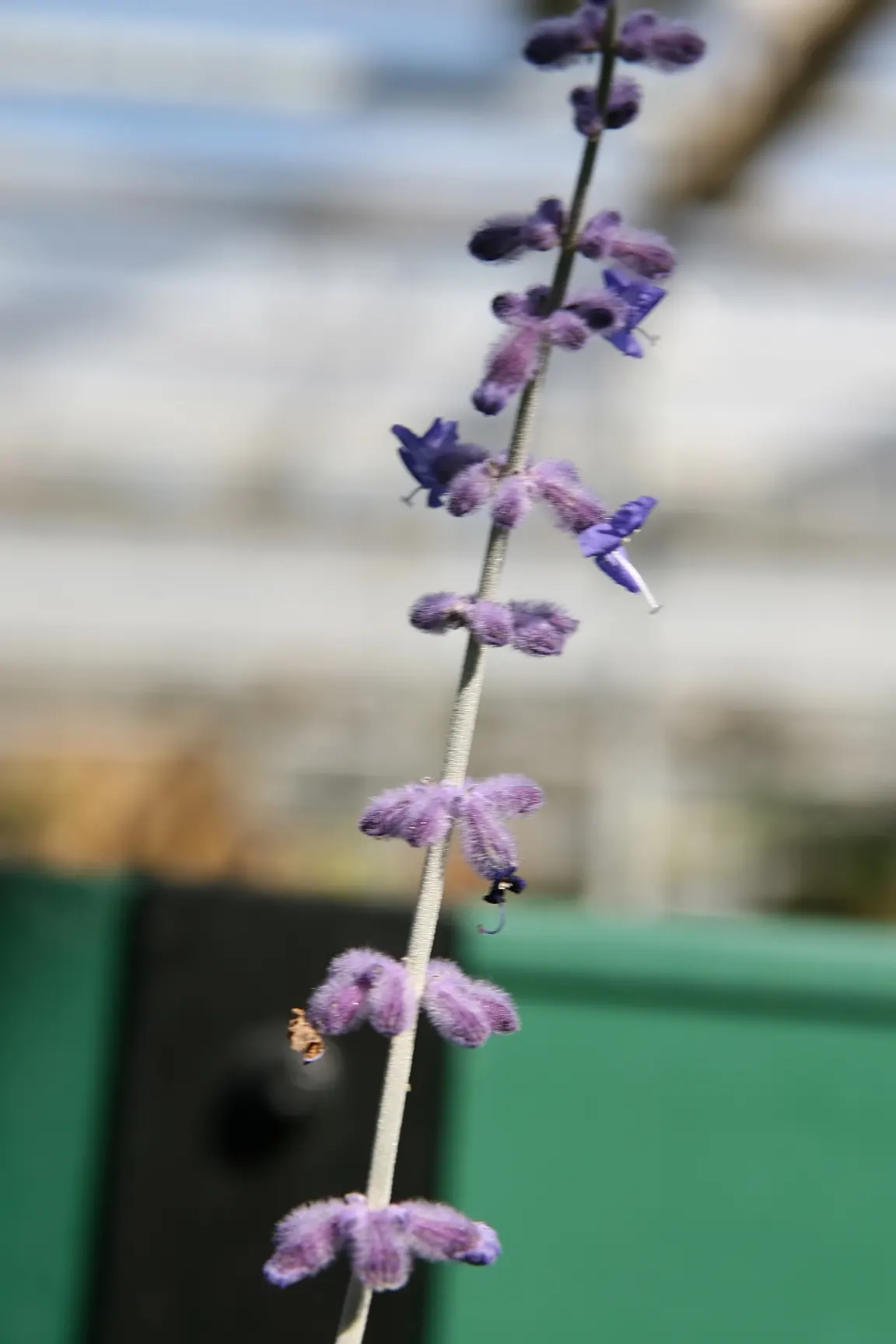 Russian Sage (Perovskia atriplicifolia) — making it ideal for xeriscaping; emphasize Russian Sage's low maintenance and its ability to attract pollinators like