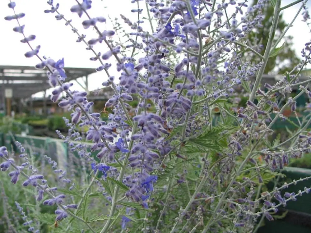 Russian Sage (Perovskia atriplicifolia) — Its aromatic leaves are unappealing to deer, adding a layer of natural resistance against wildlife; its, image 66