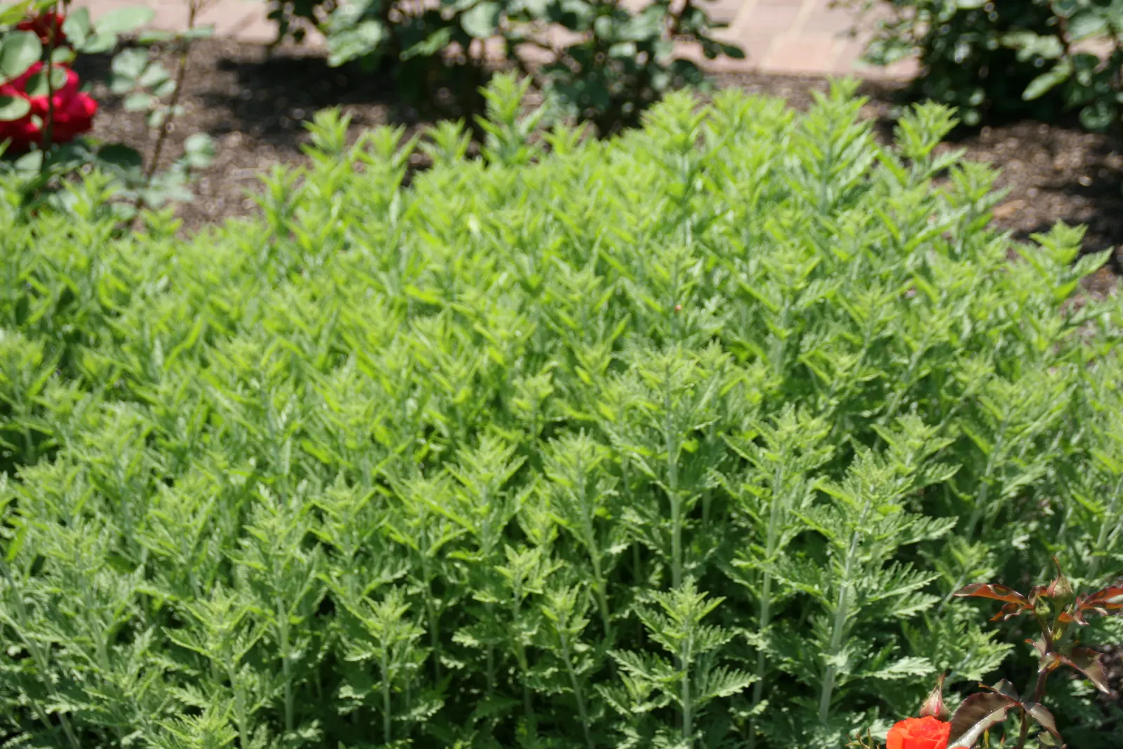 Russian Sage (Perovskia atriplicifolia) — Russian Sage is drought-tolerant once established