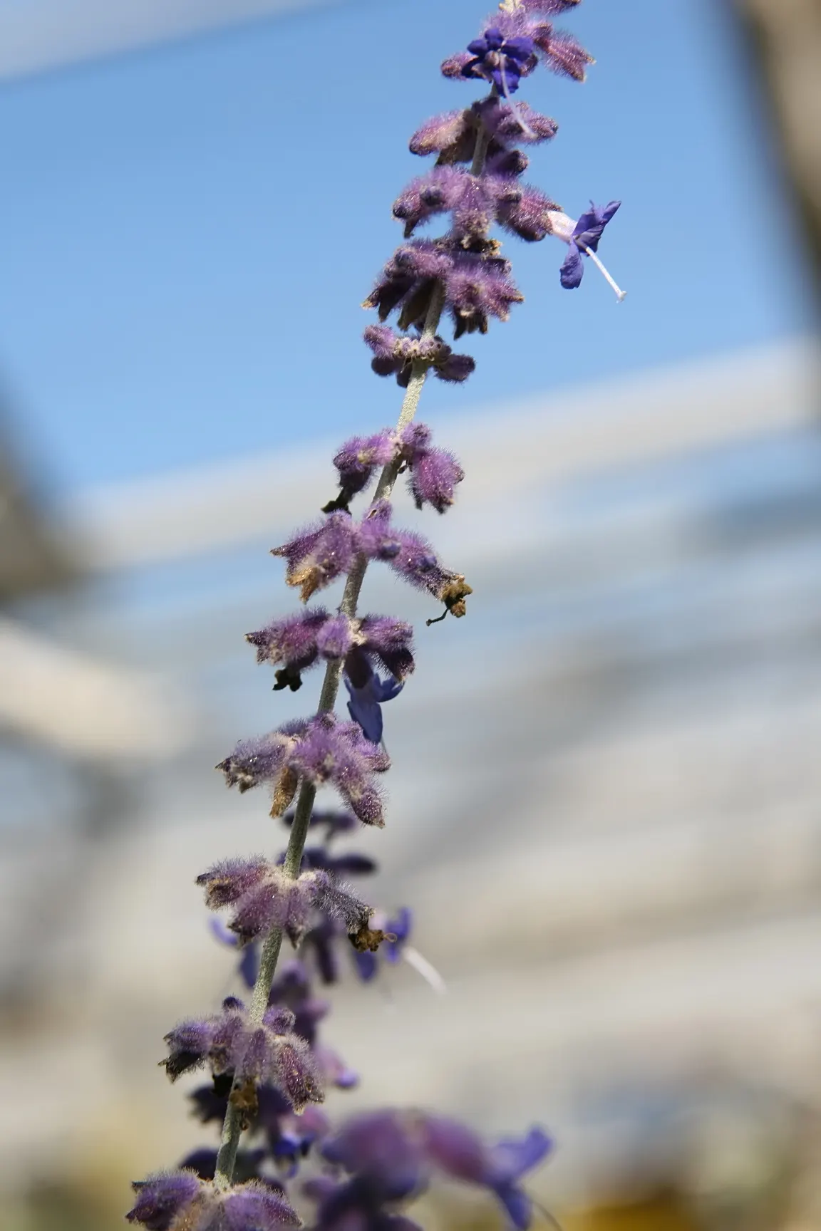 Russian Sage (Perovskia atriplicifolia) — The plant's width often spans approximately 2 to 4 feet at full maturity; when creating your design, image 82