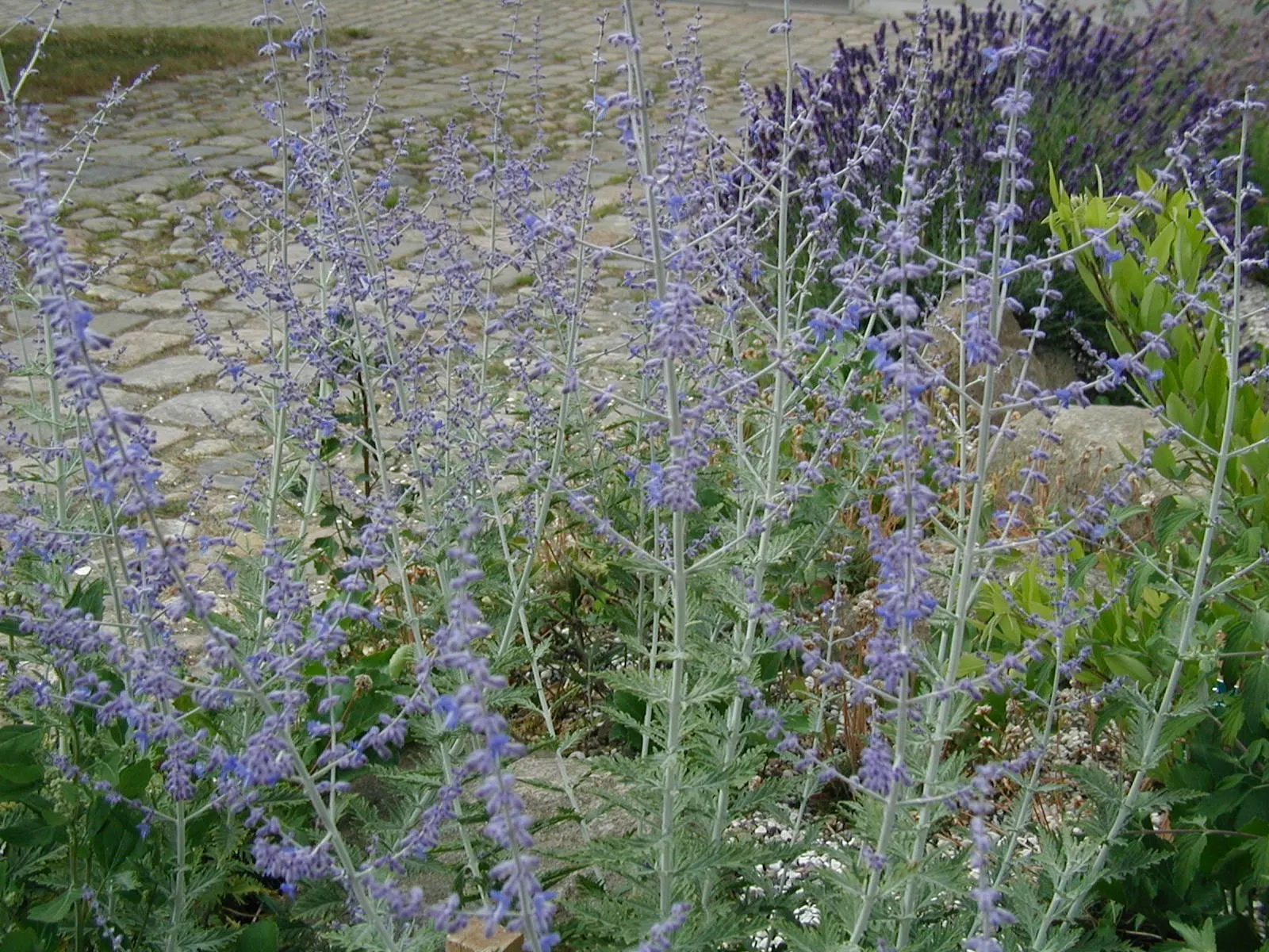 Russian Sage (Perovskia atriplicifolia) — Perovskia x atriplicifolia; ideal for borders, xeriscaping, and a touch of soft color in sunny gardens