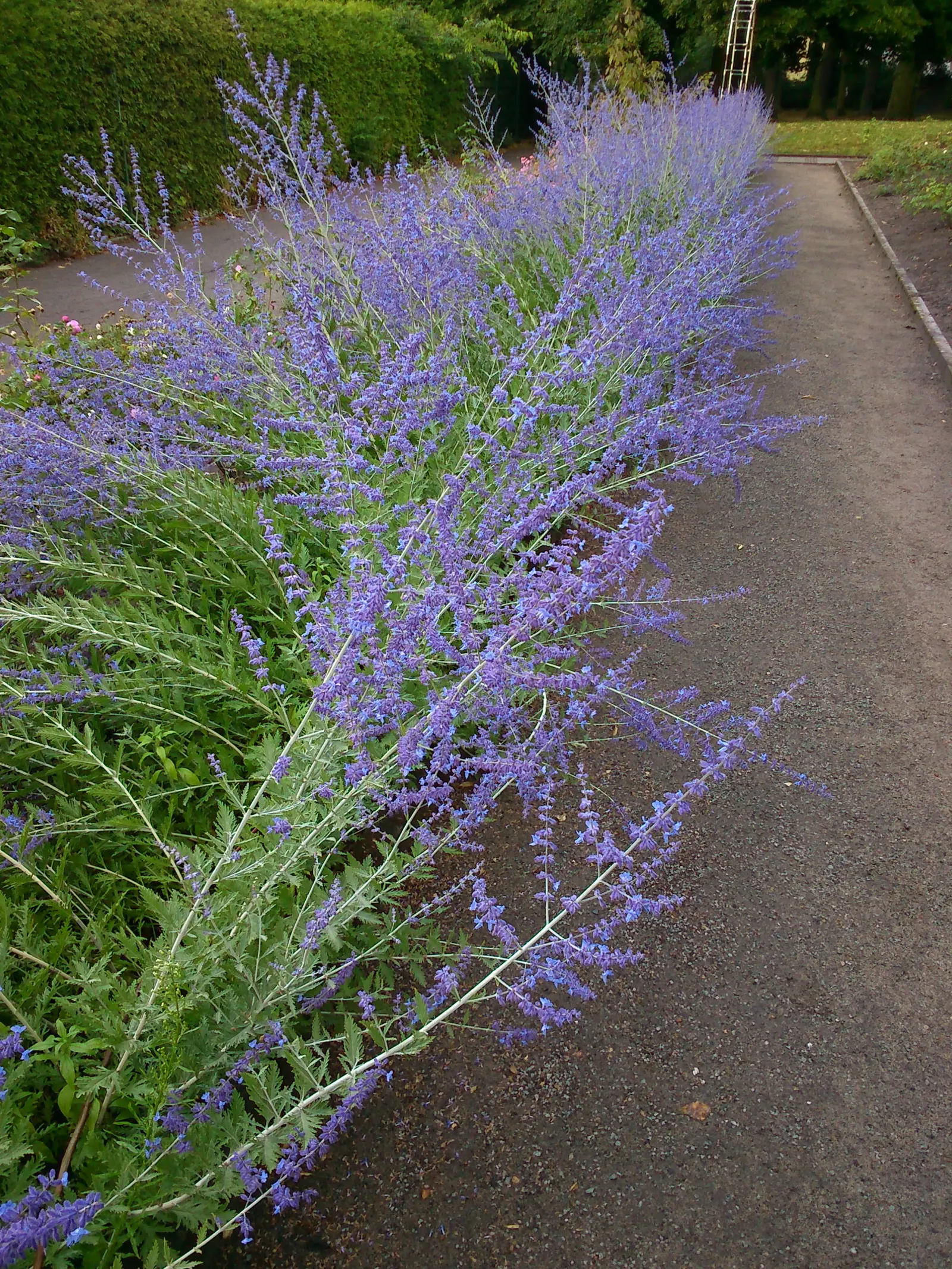 Russian Sage (Perovskia atriplicifolia) — It thrives under full sun exposure, requiring a minimum of 6 hours of direct sunlight per day; it, image 84