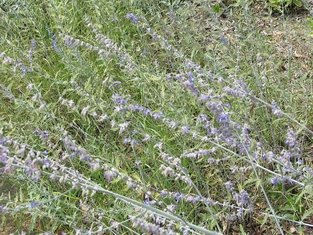 Russian Sage (Perovskia atriplicifolia) — enriching the biodiversity of their garden; perennial for full