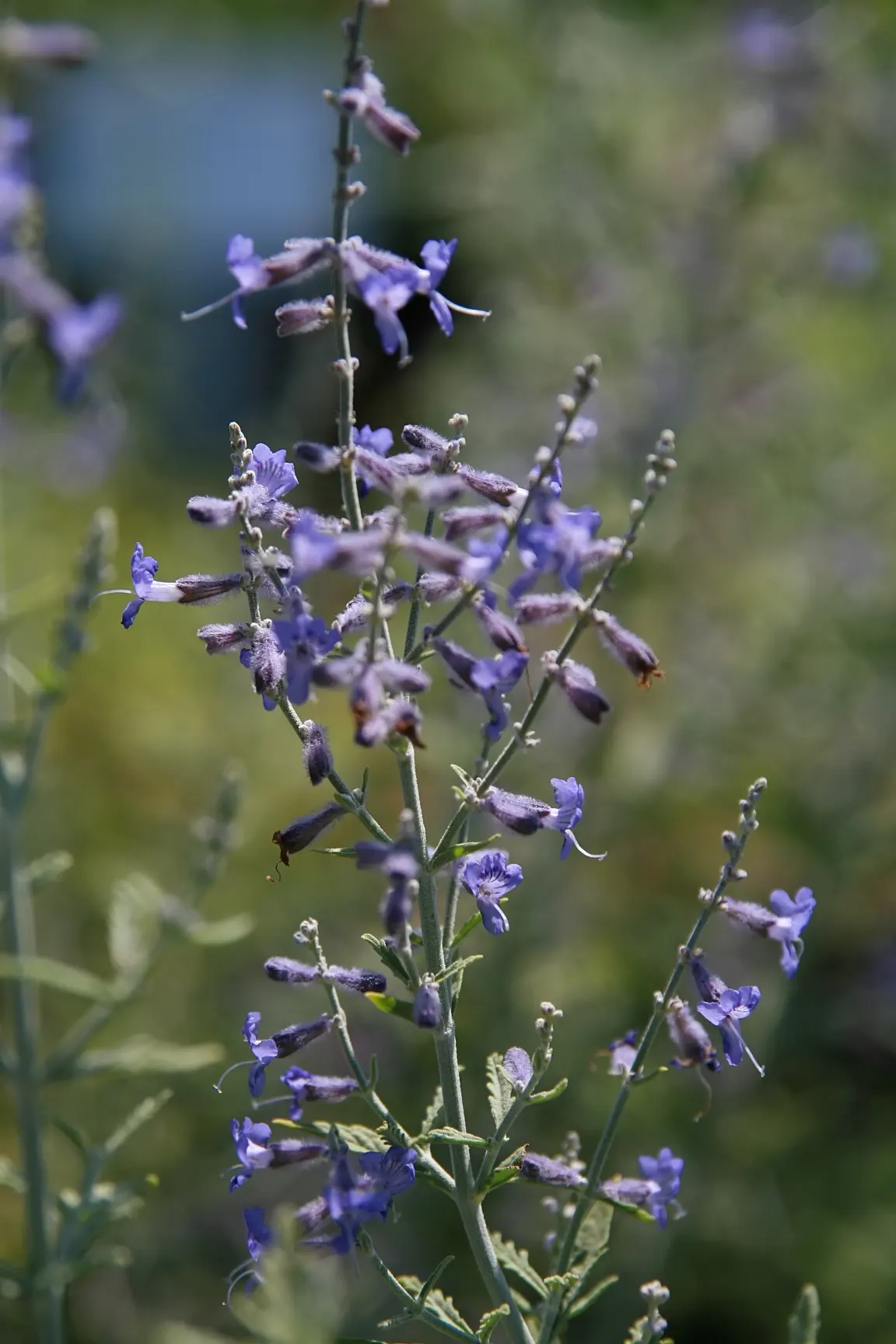 Russian Sage (Perovskia atriplicifolia) — The plant's width often spans approximately 2 to 4 feet at full maturity