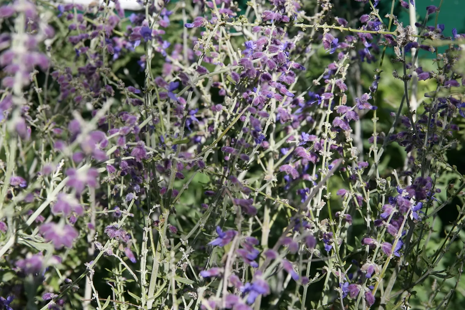 Russian Sage (Perovskia atriplicifolia) — Ideal for borders, xeriscaping, and a touch of soft color in sunny gardens