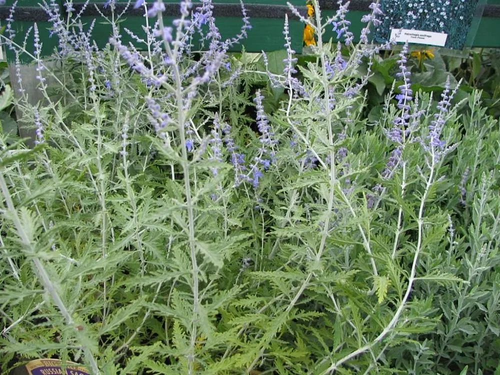 Russian Sage (Perovskia atriplicifolia) — it provides a striking vertical element in the garden; it thrives under full sun exposure, requiring a minimum of 6