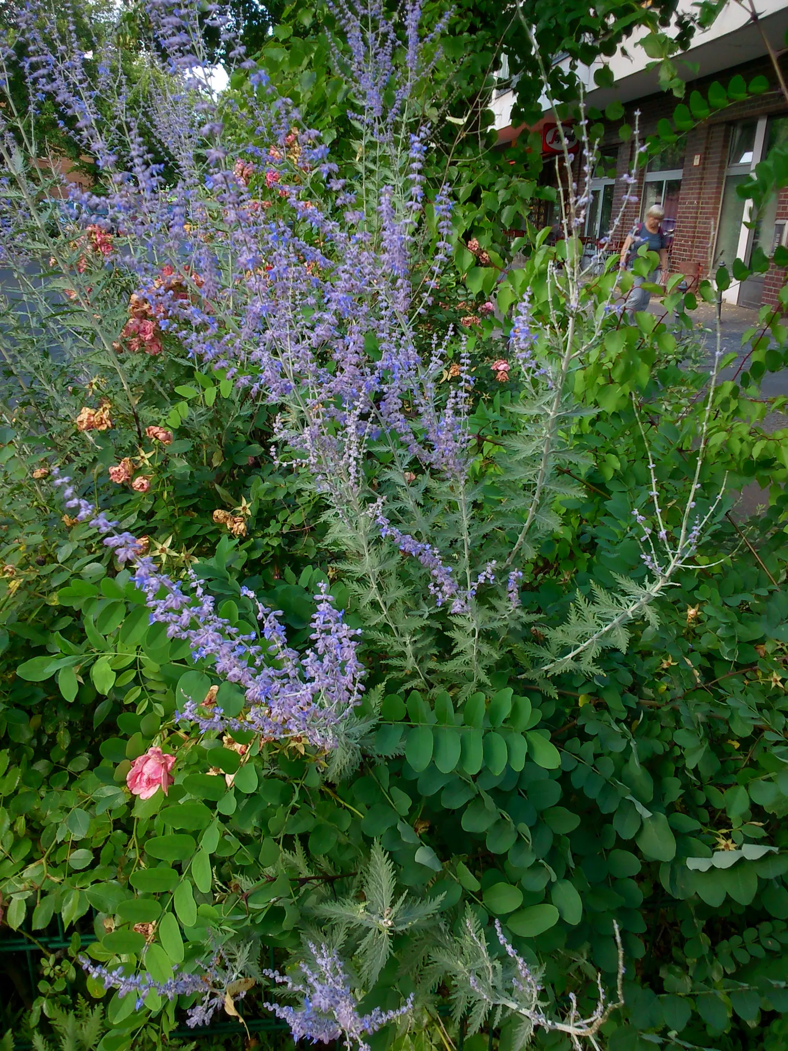 Russian Sage (Perovskia atriplicifolia) — Ideal for borders, xeriscaping, and a touch of soft color in sunny gardens; perovskia x atriplicifolia, image 52