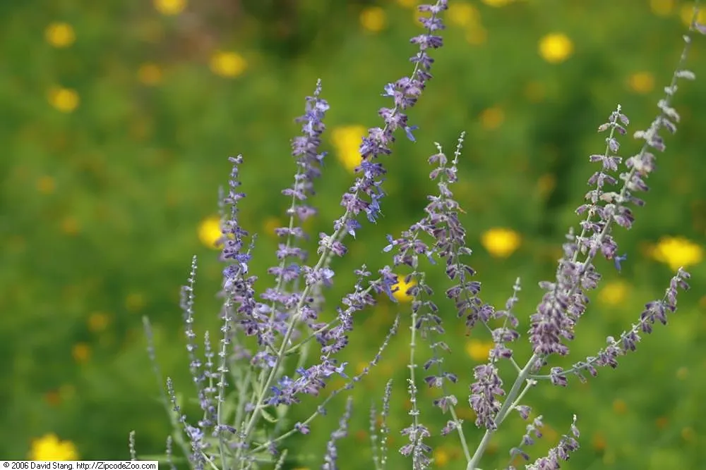 Russian Sage (Perovskia atriplicifolia) — Perovskia x atriplicifolia