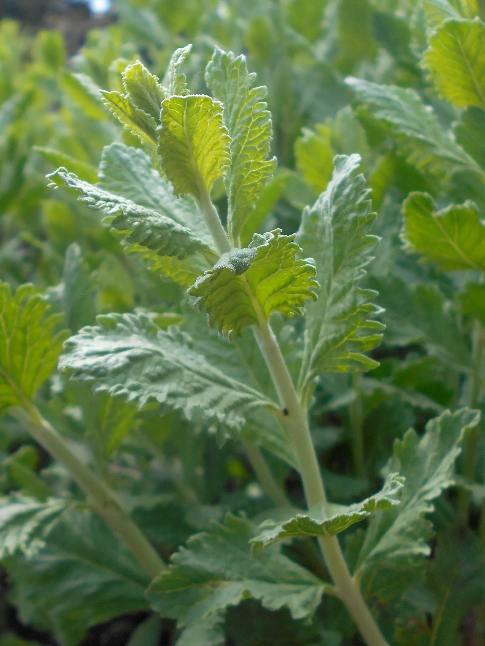 Russian Sage (Perovskia atriplicifolia) — commonly known as Russian Sage; upright stems that can reach heights between 3 to 5 feet, image 77