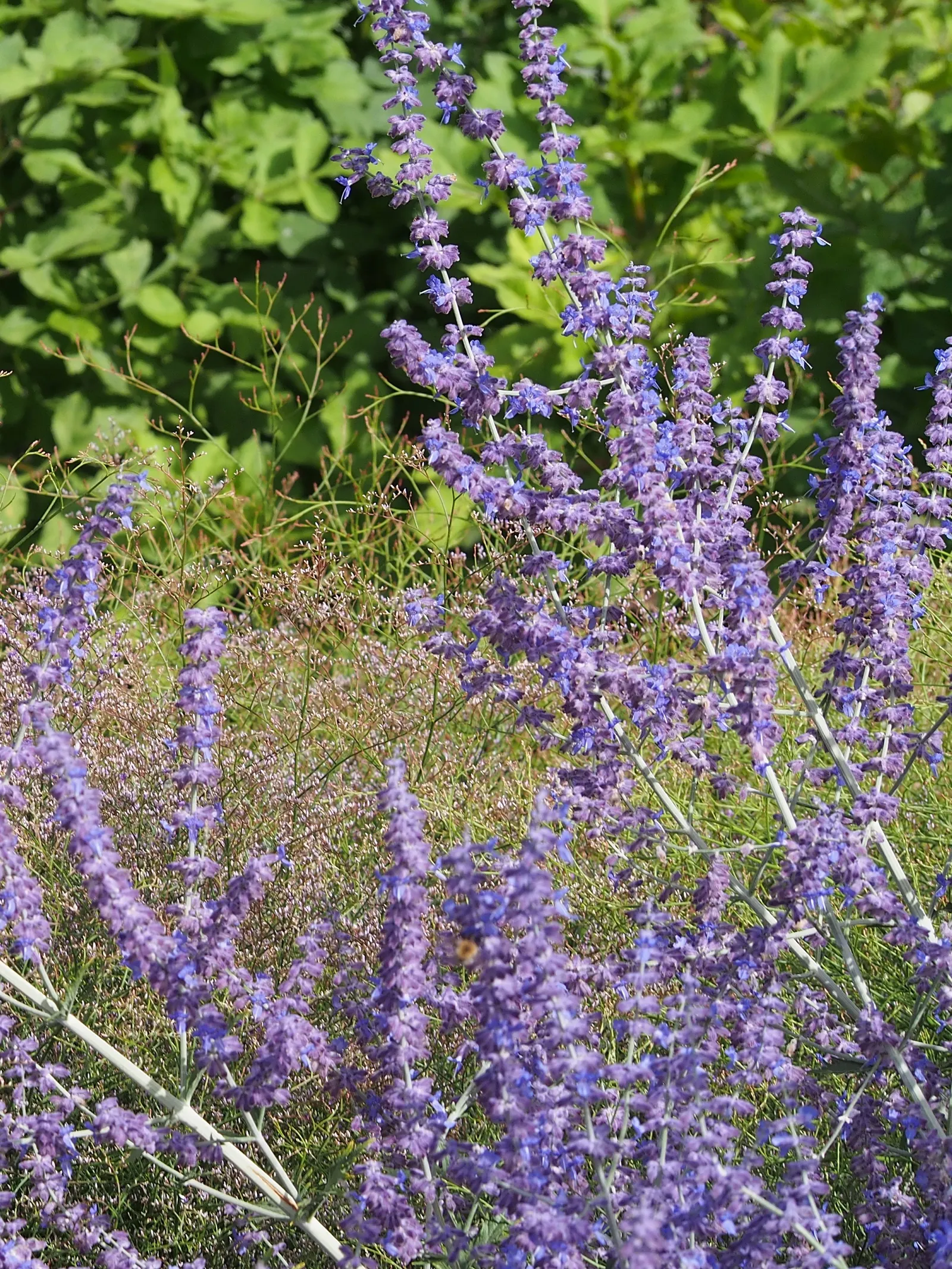 Russian Sage (Perovskia atriplicifolia) — Its long blooming period, from mid-summer to fall, attracts pollinators while resisting deer