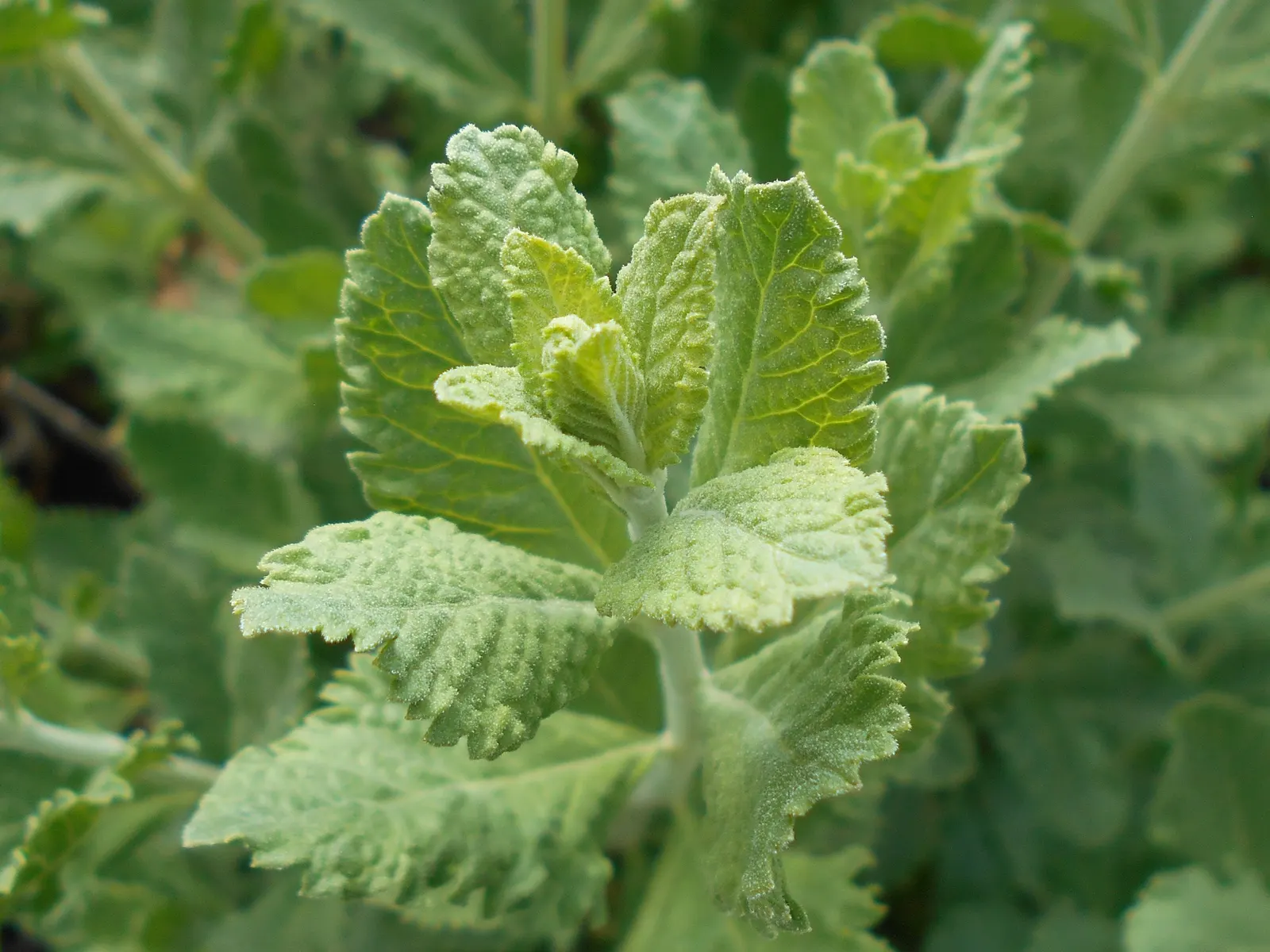 Russian Sage (Perovskia atriplicifolia) — showcasing its adaptability to a wide range of climates