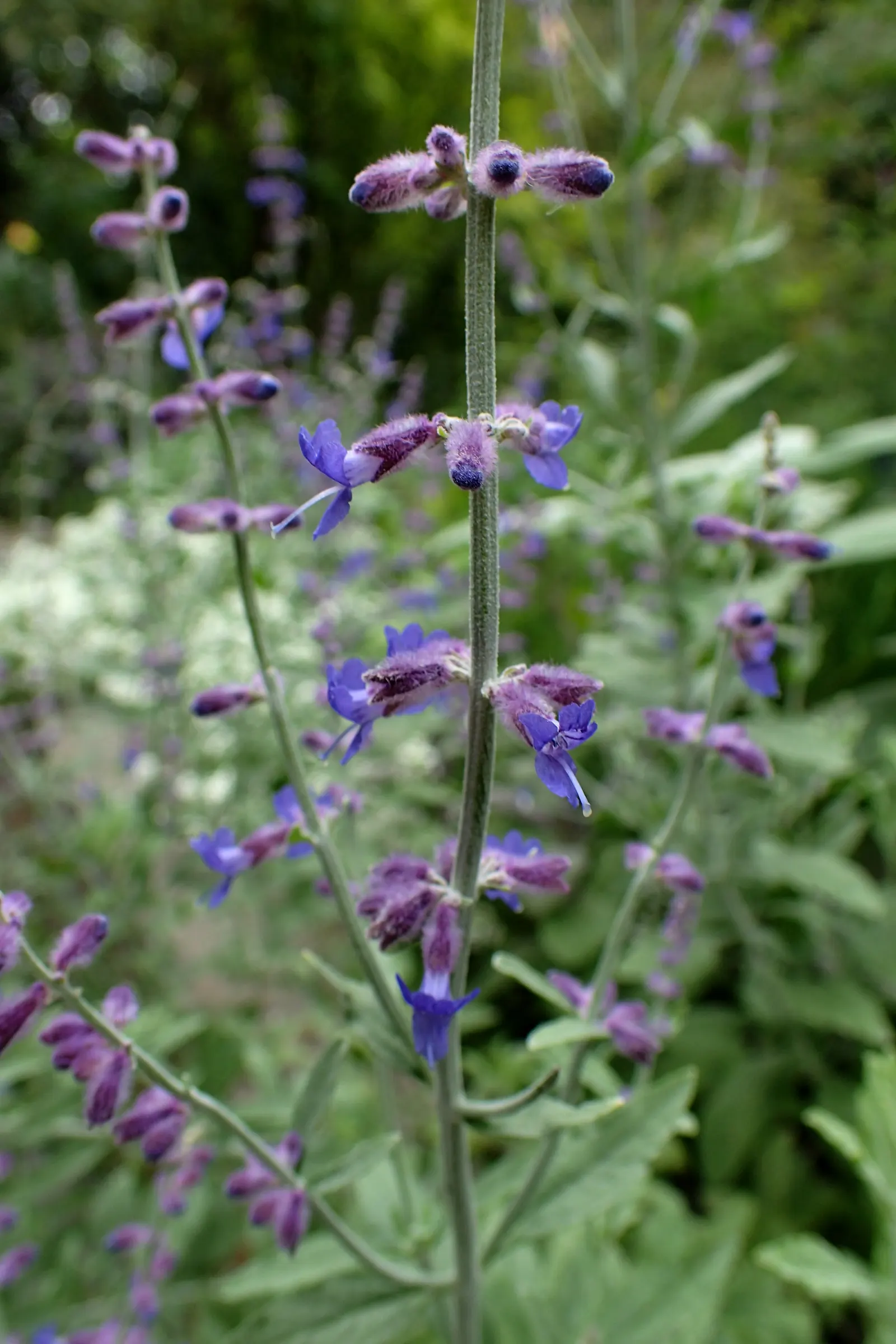 Russian Sage (Perovskia atriplicifolia) — showcasing its adaptability to a wide range of climates; this aromatic herb thrives in full sun and, image 59