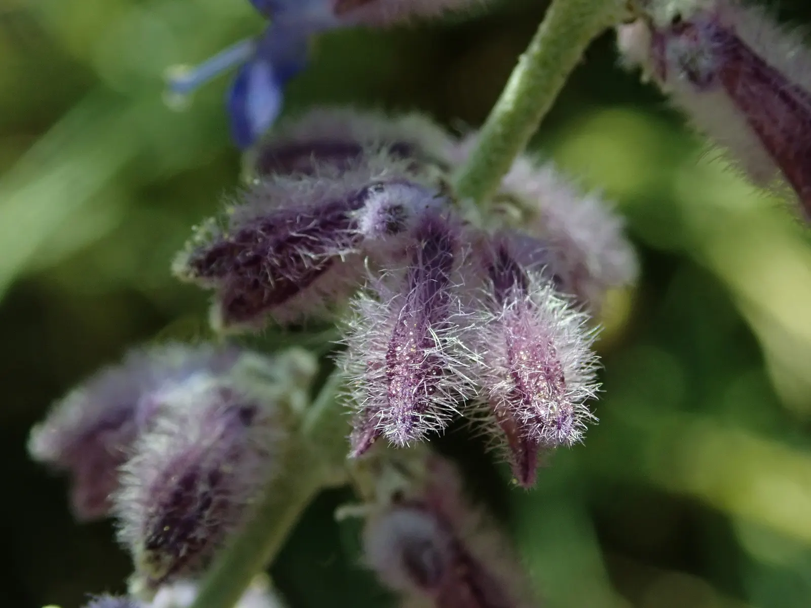 Russian Sage (Perovskia atriplicifolia) — The plant is distinguished by its silver-green foliage and abundant; russian Sage is drought-tolerant, image 85