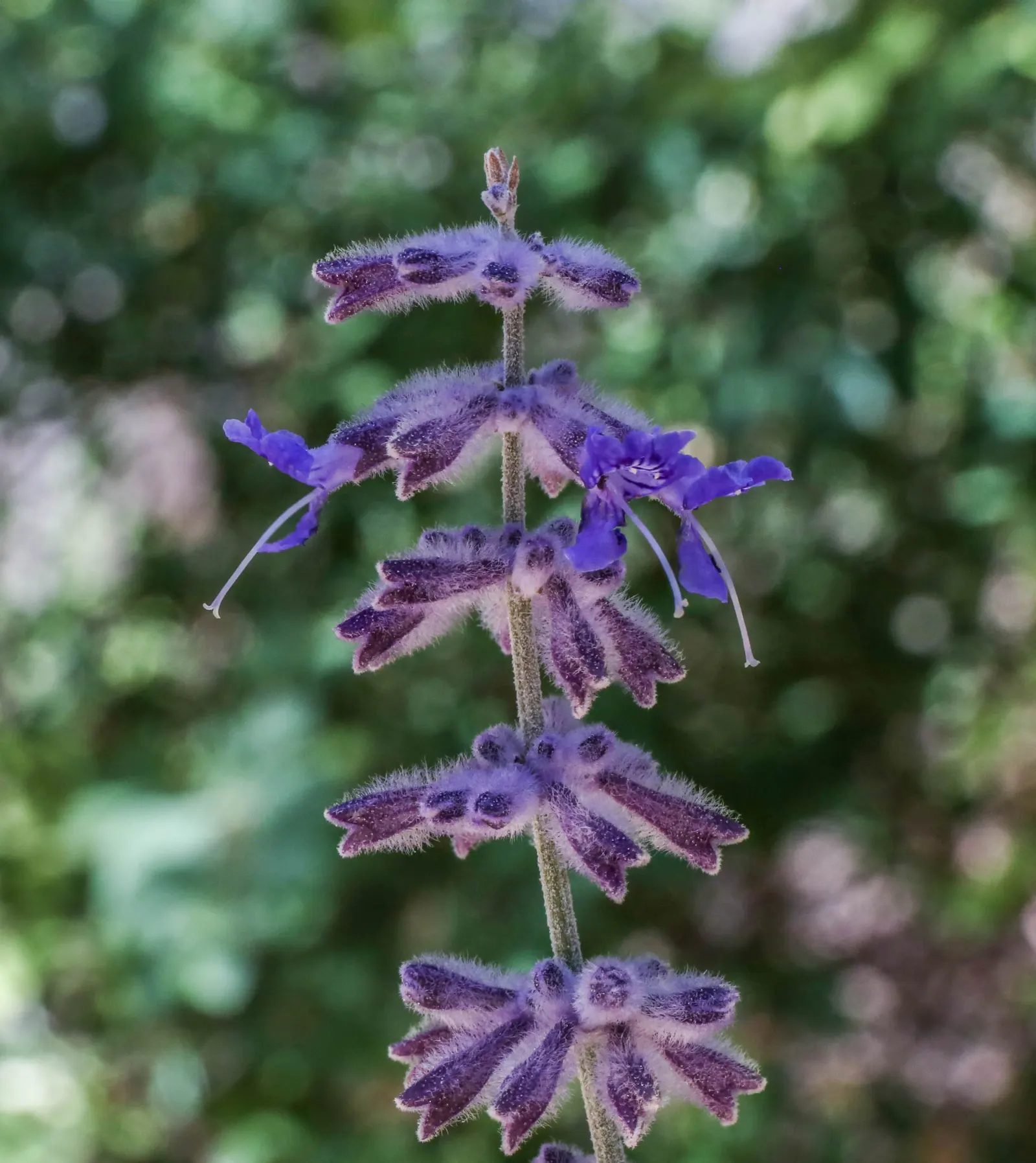 Russian Sage (Perovskia atriplicifolia) — The plant is distinguished by its silver-green foliage and abundant; russian Sage is drought-tolerant, image 61