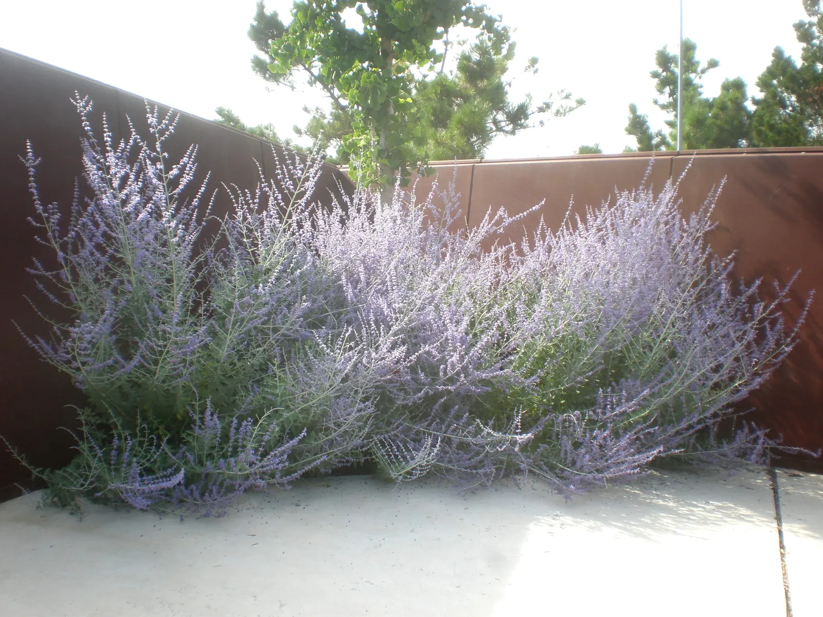Russian Sage (Perovskia atriplicifolia) — It thrives under full sun exposure, requiring a minimum of 6 hours of direct sunlight per day; it provides a striking