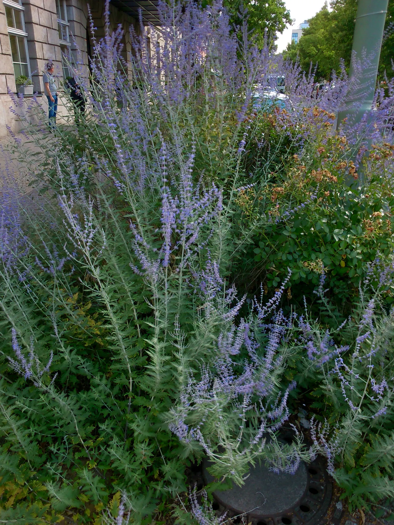 Russian Sage (Perovskia atriplicifolia) — commonly known as Russian Sage; upright stems that can reach heights between 3 to 5 feet, image 53