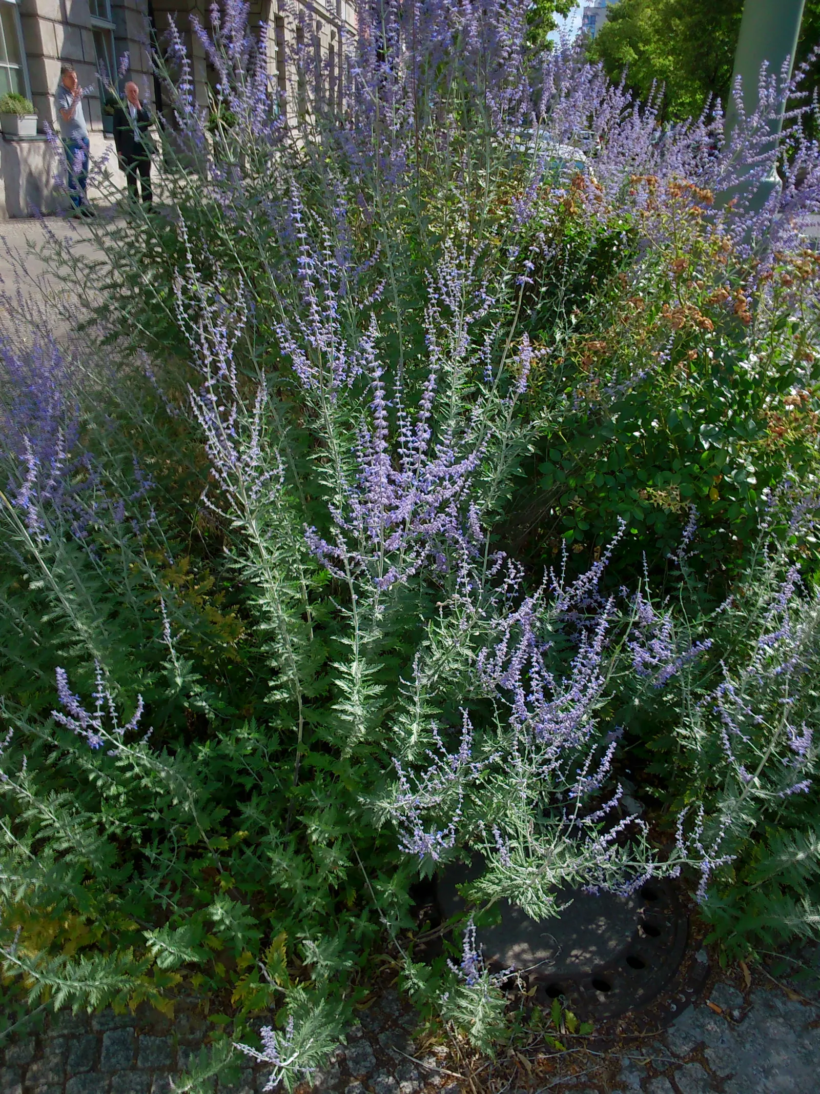 Russian Sage (Perovskia atriplicifolia) — perennial with blue and violet blooms; lavender-blue flowers which bloom profusely from mid-summer into the fall