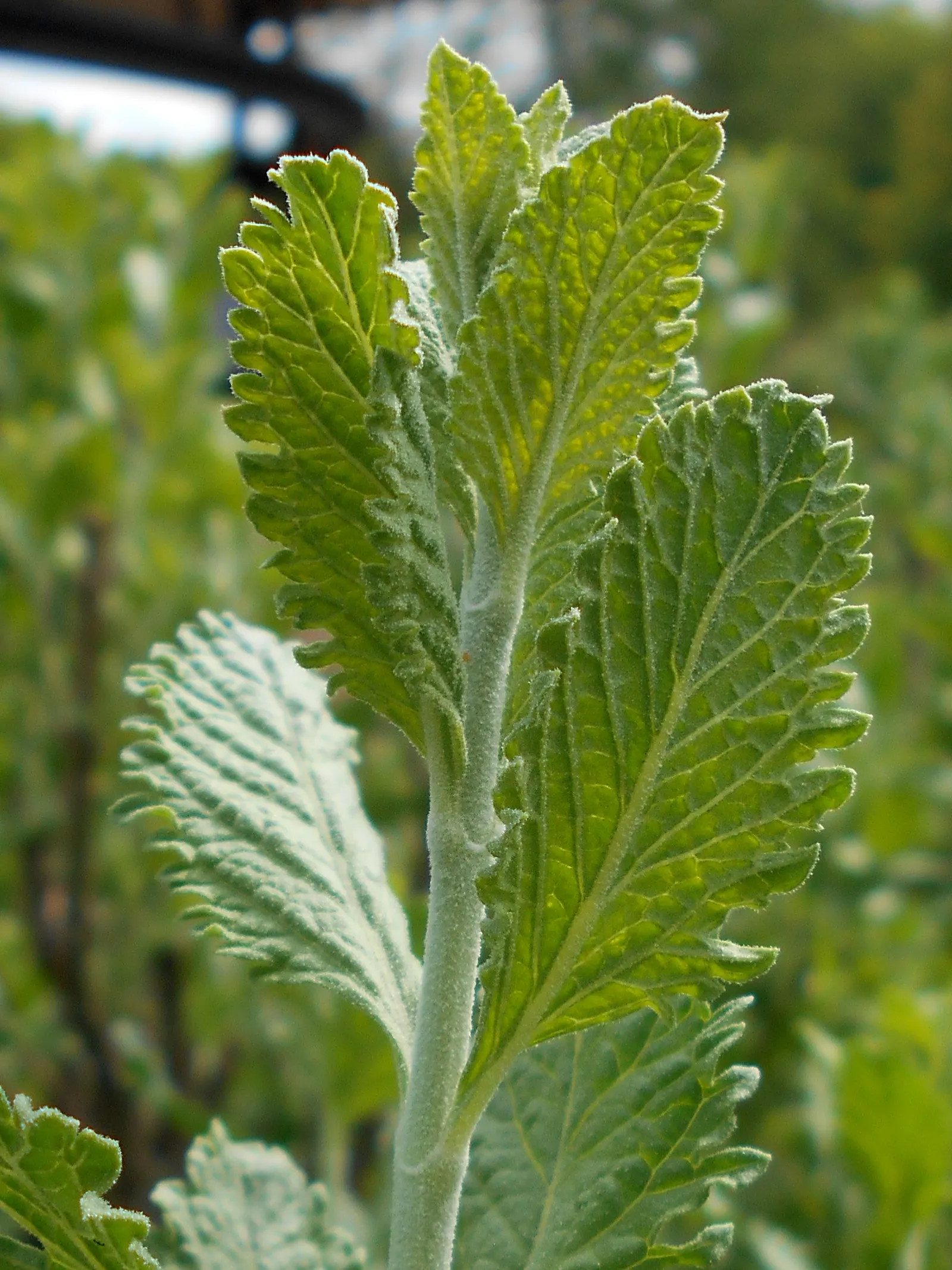 Russian Sage (Perovskia atriplicifolia) — perennial with blue and violet blooms; lavender-blue flowers which bloom profusely from mid-summer into, image 71
