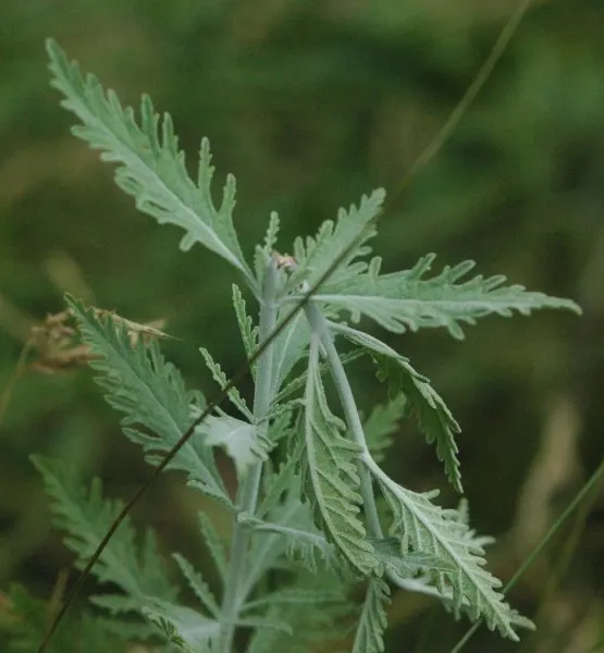 Russian Sage (Perovskia atriplicifolia) — The plant's width often spans approximately 2 to 4 feet at full maturity; when creating your design, image 58