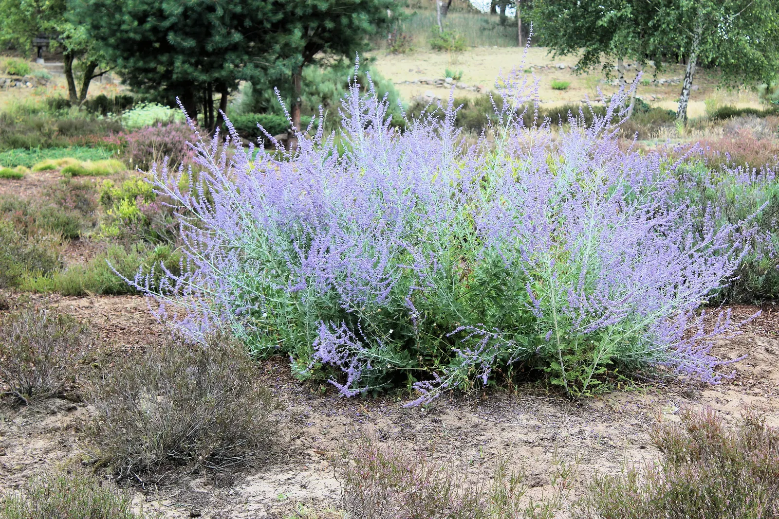Russian Sage (Perovskia atriplicifolia) — perennial with blue and violet blooms