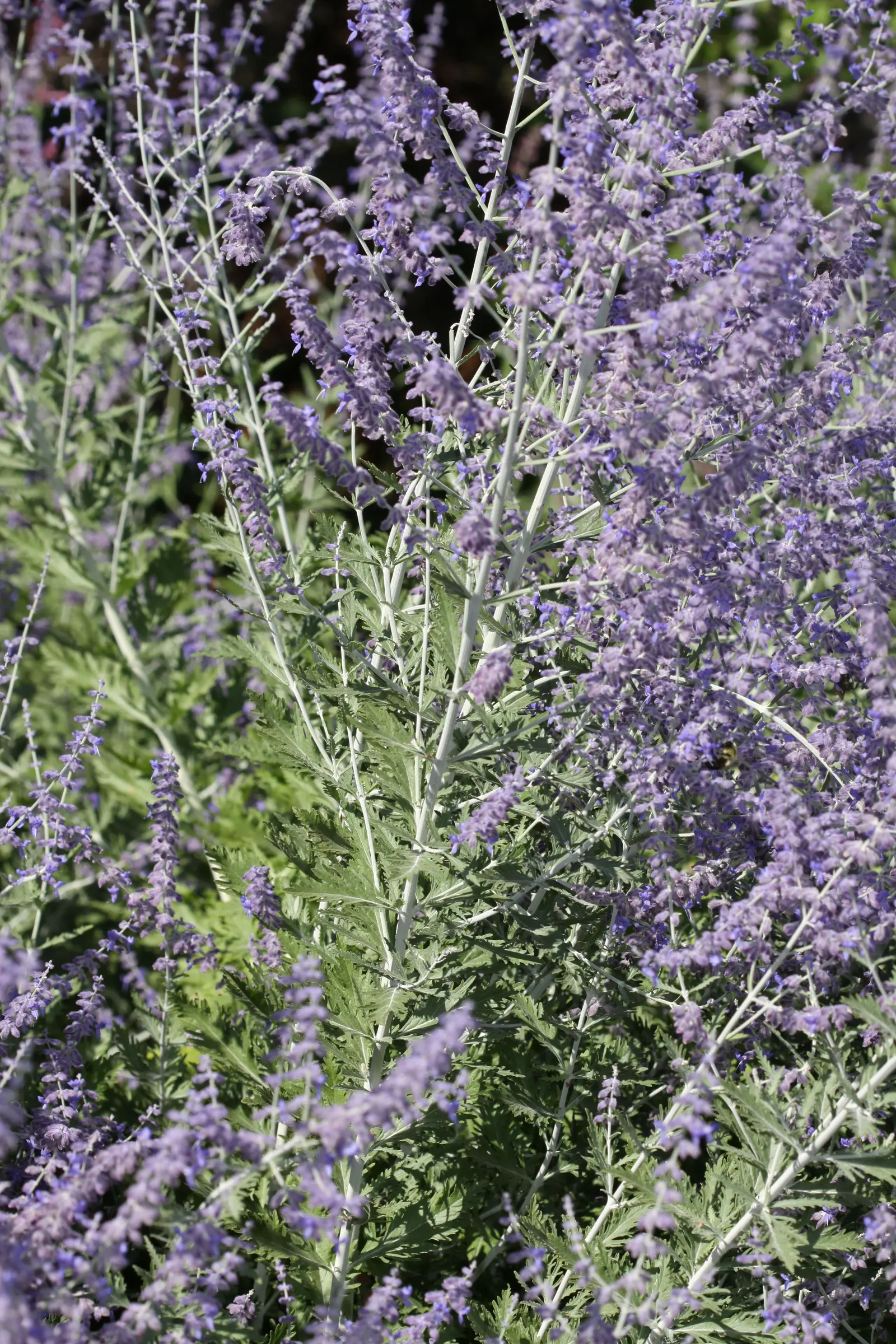 Russian Sage (Perovskia atriplicifolia) — providing extended visual interest.<br><br>Requiring well-drained soil; is a hardy flowering perennial, image 63