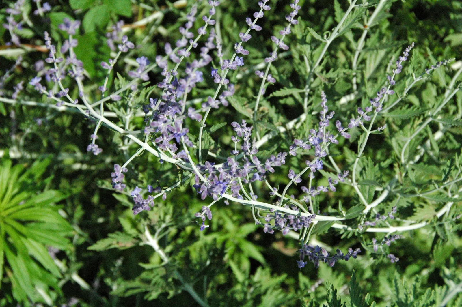 Russian Sage (Perovskia atriplicifolia) — When creating your design