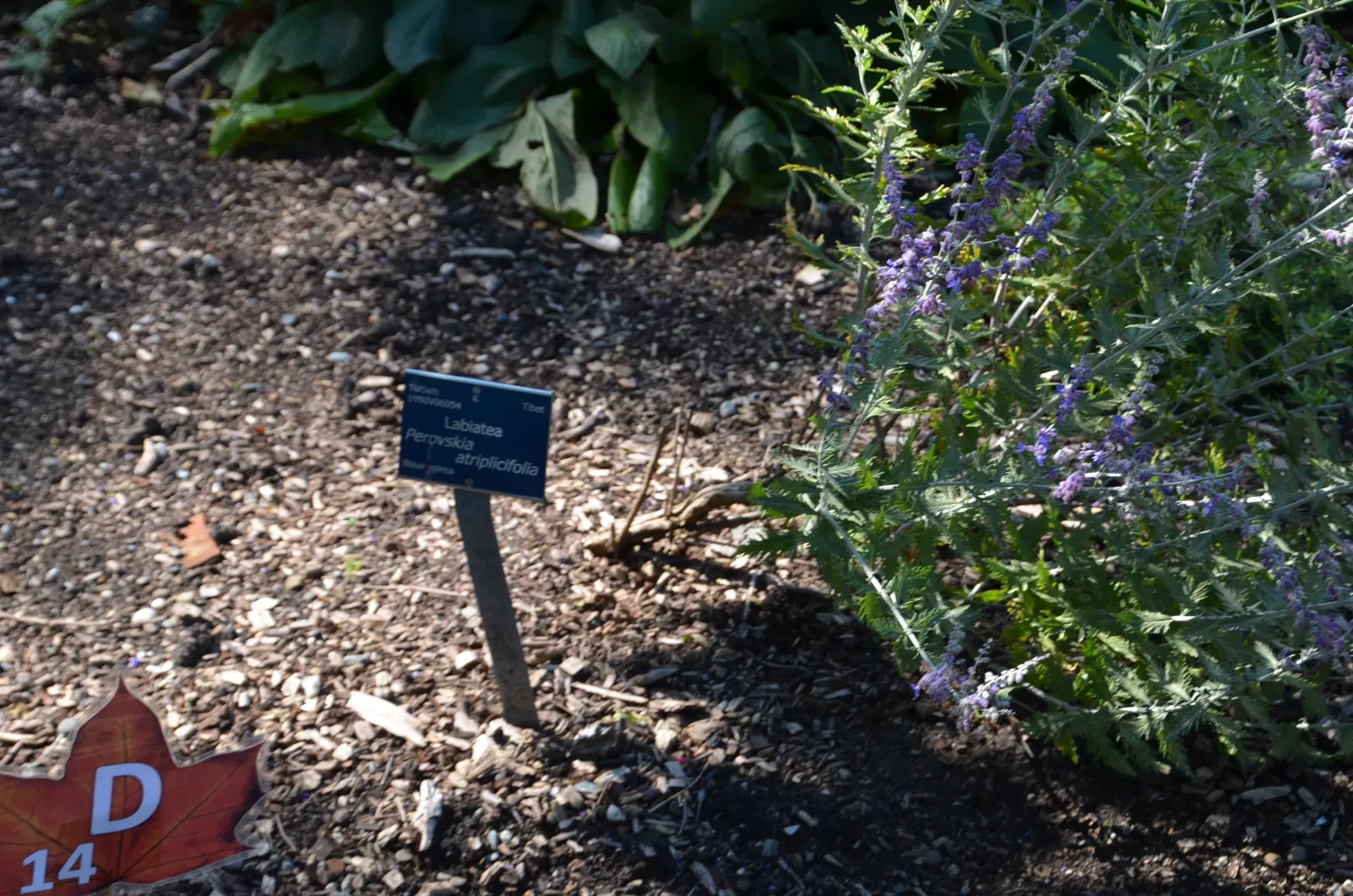 Russian Sage (Perovskia atriplicifolia) — Perovskia x atriplicifolia; ideal for borders, xeriscaping, and a touch of soft color in sunny gardens, image 73