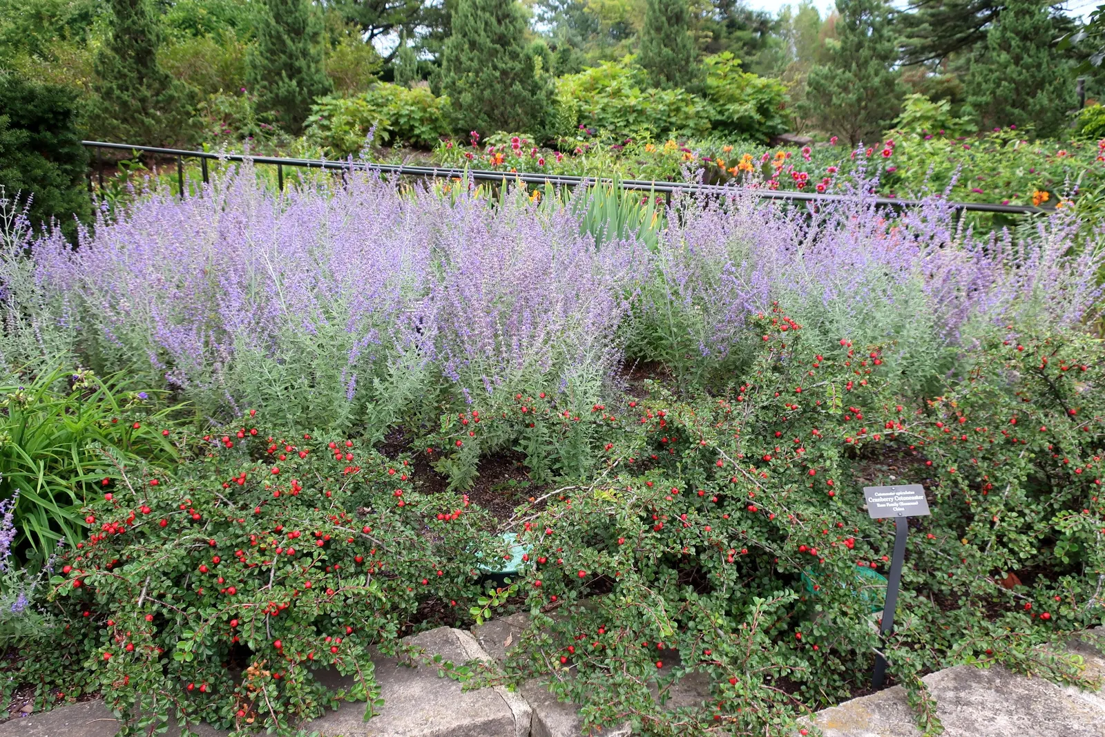 Russian Sage (Perovskia atriplicifolia) — lavender-blue flowers which bloom profusely from mid-summer into the fall